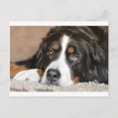 bernese berghond briefkaart (Voorkant)