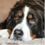 bernese berghond fotobeeldje sleutelhanger<br><div class="desc">b</div>