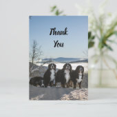 Bernese Berghond Groep Bedankkaart (Staand voorkant)