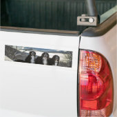 Bernese Berghond Groep Bumpersticker (Op Truck)