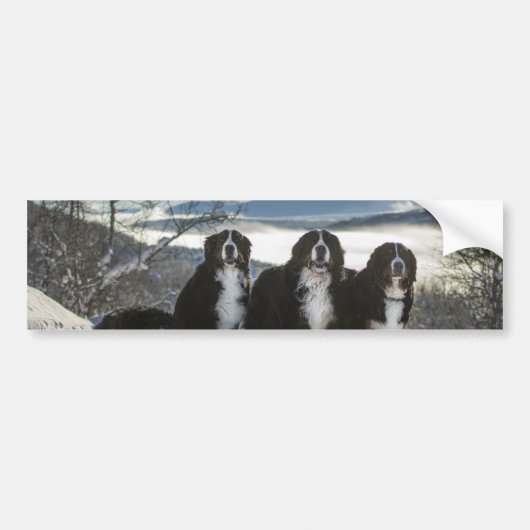 Bernese Berghond Groep Bumpersticker (Voorkant)