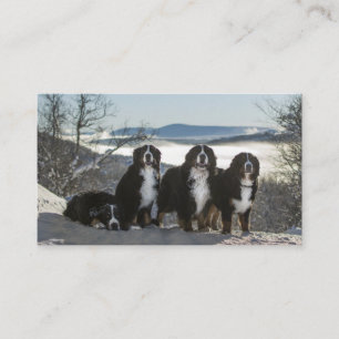 Bernese Berghond Groep Visitekaartje
