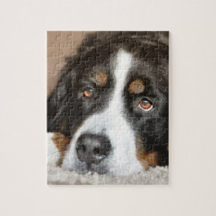 bernese berghond legpuzzel