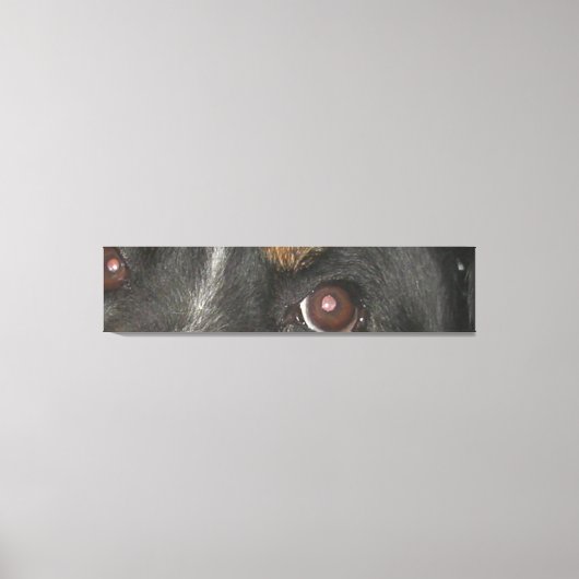 Bernese Berghond Ogen Canvas Afdruk (Voorkant)