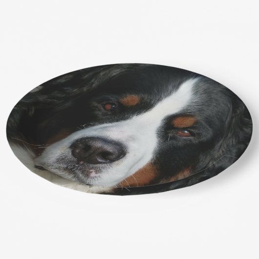 bernese berghond .png papieren bordje (Gekanteld)