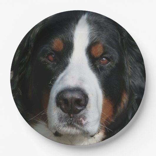 bernese berghond .png papieren bordje (Voorkant)