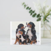 bernese bernese hond briefkaart (Staand voorkant)