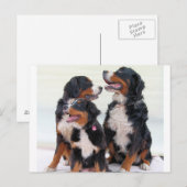 bernese bernese hond briefkaart (Voorkant / Achterkant)