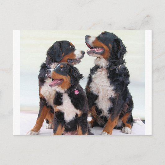 bernese bernese hond briefkaart (Voorkant)