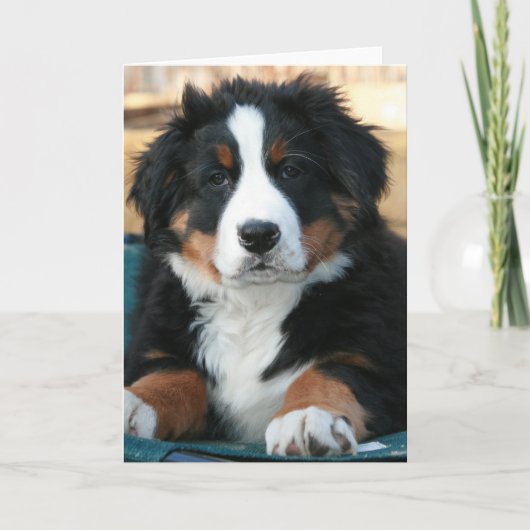 bernese hond puppy bedankkaart (Voorkant)