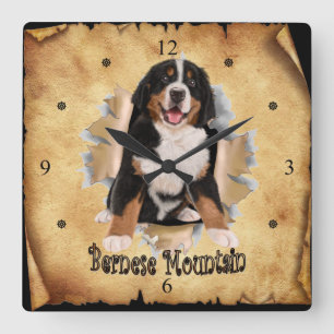 Bernese Mountain breekt door papieren zakenklok! ~ Vierkante Klok