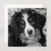 Bernese Mountain Dog (Voorkant / Achterkant)