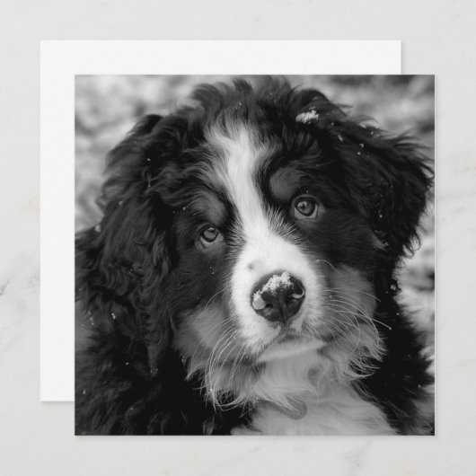 Bernese Mountain Dog (Voorkant / Achterkant)