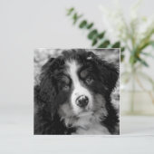 Bernese Mountain Dog (Staand voorkant)