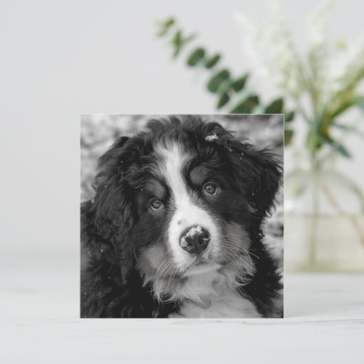 Bernese Mountain Dog (Staand voorkant)