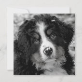 Bernese Mountain Dog (Voorkant)