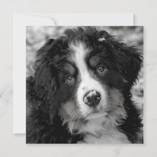 Bernese Mountain Dog (Voorkant)