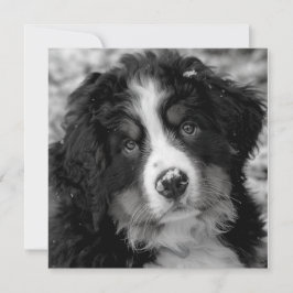 Bernese Mountain Dog