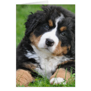 Bernese Mountain Dog