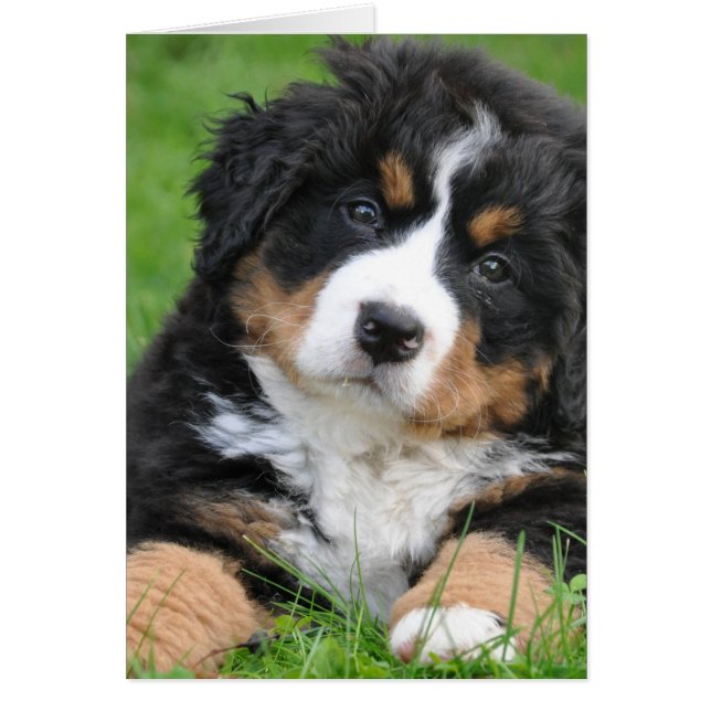Bernese Mountain Dog (Voorkant)