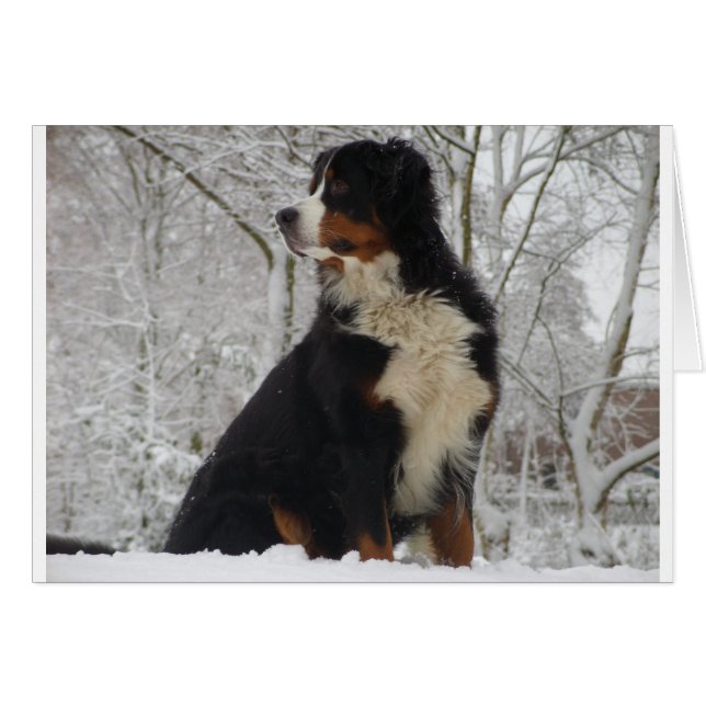 Bernese Mountain Dog (Voorkant Horizontaal)
