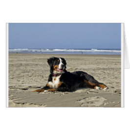 Bernese Mountain Dog
