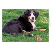 Bernese Mountain Dog (Voorkant Horizontaal)