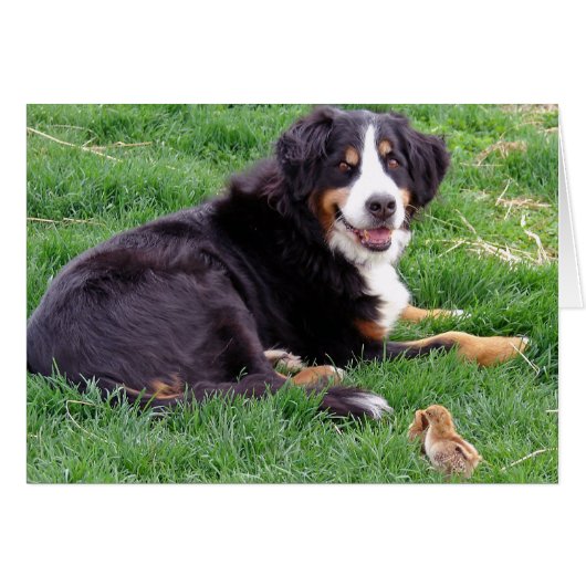 Bernese Mountain Dog (Voorkant Horizontaal)