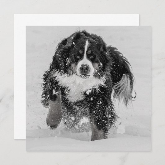 Bernese Mountain Dog (Voorkant / Achterkant)