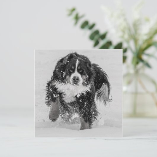 Bernese Mountain Dog (Staand voorkant)