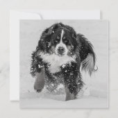 Bernese Mountain Dog (Voorkant)