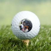 bernese-mountain-dog-10 golfballen (Insitu Shirt)