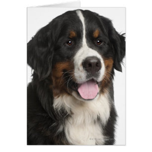 Bernese Mountain Dog (1 jaar oud)