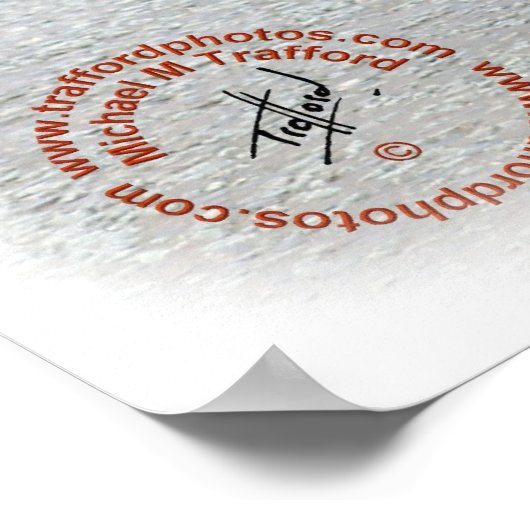 Bernese Mountain Dog 9T066D-221 Poster (Hoek)