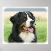 Bernese Mountain Dog 9Y066D-046 Poster (Voorkant)