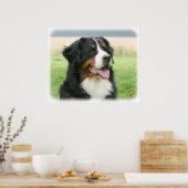 Bernese Mountain Dog 9Y066D-046 Poster (Keuken)