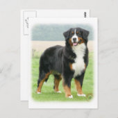 Bernese Mountain Dog 9Y066D-133 Briefkaart (Voorkant / Achterkant)