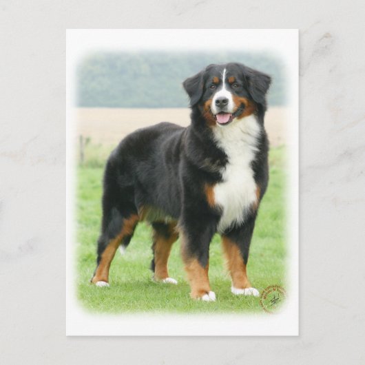 Bernese Mountain Dog 9Y066D-133 Briefkaart (Voorkant)