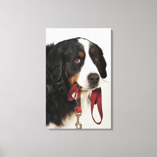 Bernese Mountain Dog (Berner Sennenhund) met Canvas Afdruk (Voorkant)