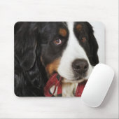 Bernese Mountain Dog (Berner Sennenhund) met Muismat (Met muis)