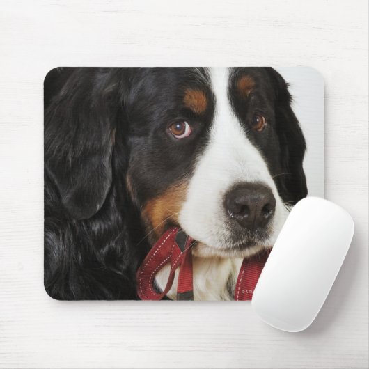 Bernese Mountain Dog (Berner Sennenhund) met Muismat (Met muis)