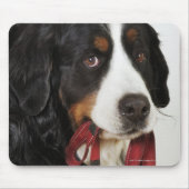 Bernese Mountain Dog (Berner Sennenhund) met Muismat (Voorkant)