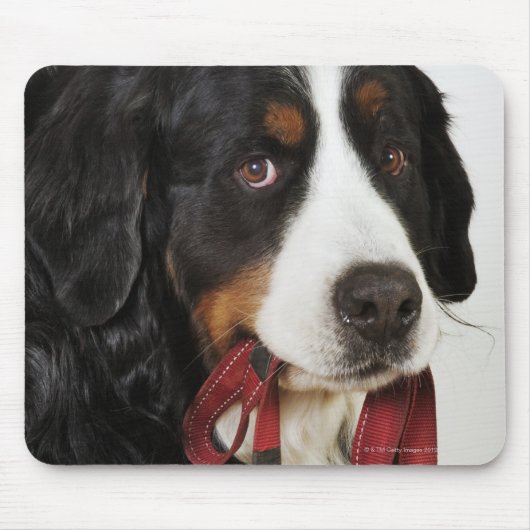 Bernese Mountain Dog (Berner Sennenhund) met Muismat (Voorkant)