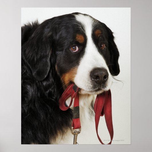 Bernese Mountain Dog (Berner Sennenhund) met Poster (Voorkant)