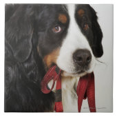 Bernese Mountain Dog (Berner Sennenhund) met Tegeltje (Voorkant)