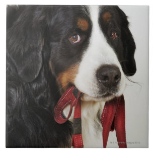 Bernese Mountain Dog (Berner Sennenhund) met Tegeltje