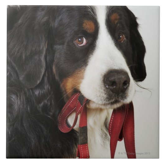 Bernese Mountain Dog (Berner Sennenhund) met Tegeltje (Voorkant)