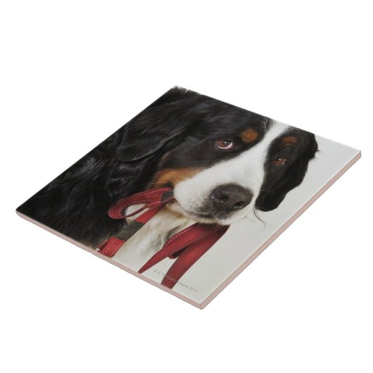 Bernese Mountain Dog (Berner Sennenhund) met Tegeltje (Zijkant)