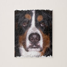 :Bernese Mountain Dog" "Big Dog"