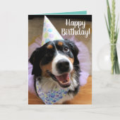 Bernese Mountain Dog Birthday Card Kaart (Voorkant)